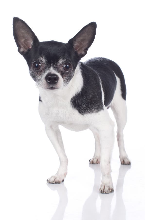 Black And White Chihuahua Stock Photo Image Of Chihuahua 40460156