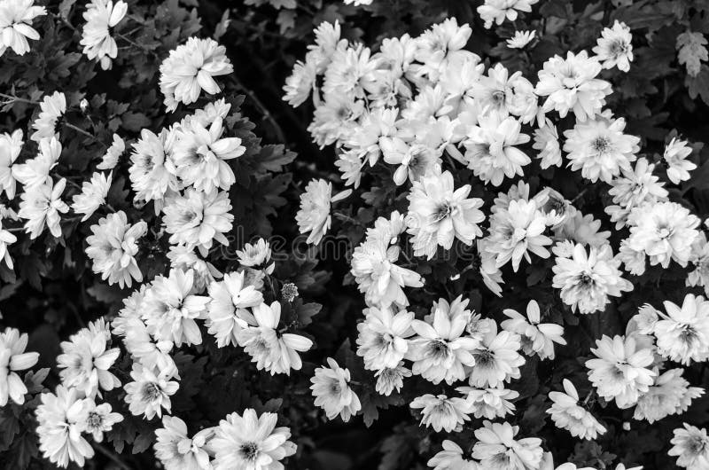 Black and White Autumn Flowers Stock Image - Image of botanical, black ...