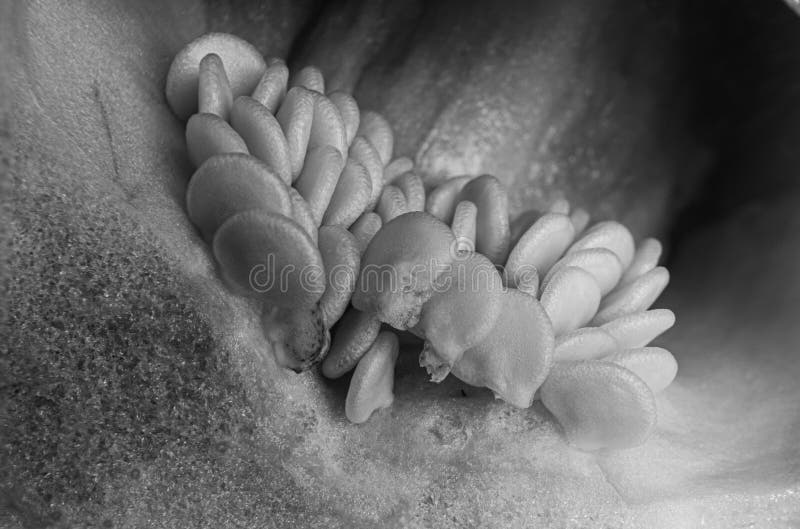 Black and White Closeup of Bell Pepper Seeds 2 Stock Image Image of