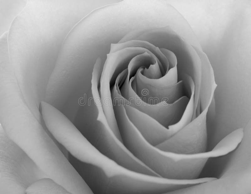 Black and White Close up Image of Beautiful Pink Rose. Flower Background