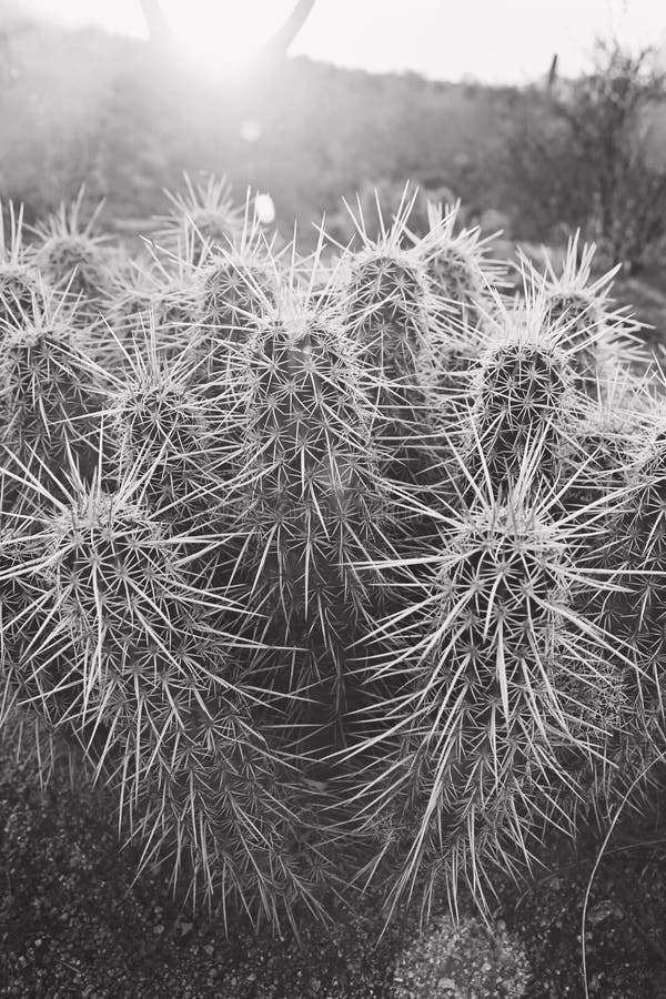 Black and white closeup cactus with sun flare