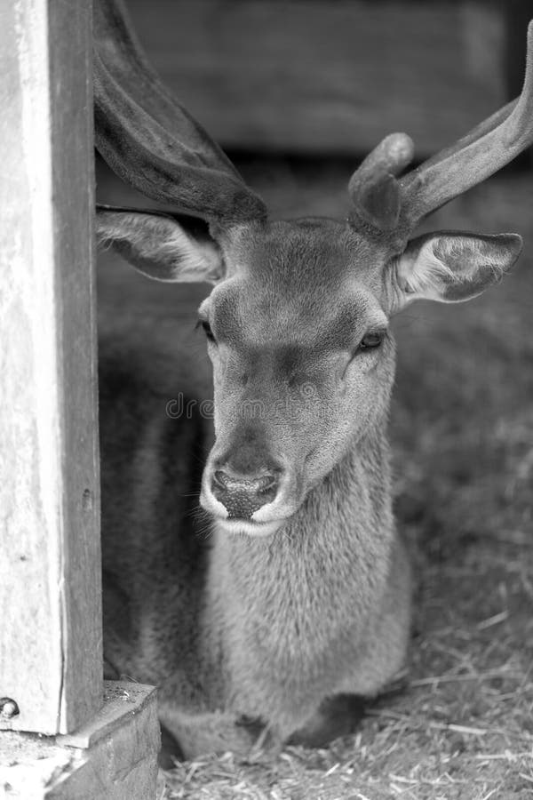 Black and white closeup of deer head with big antlers