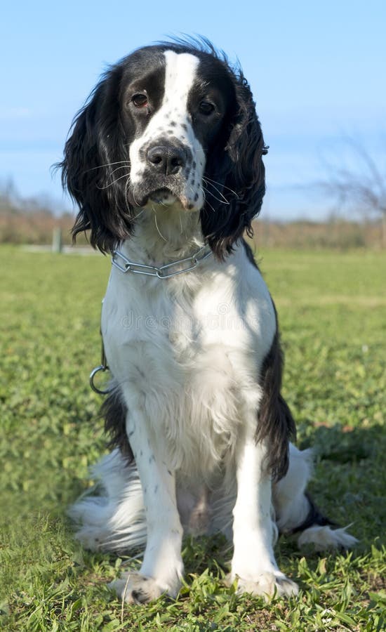 Black And White Cocker Spaniel Stock Image Image 29077801