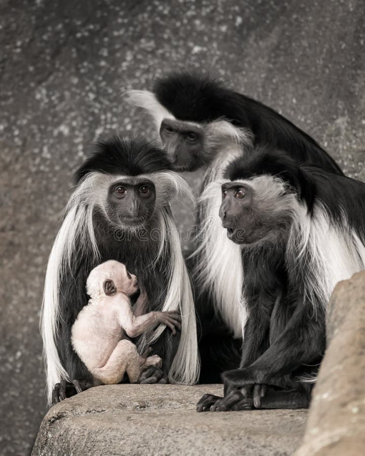 144,046 Baby Monkey Royalty-Free Images, Stock Photos & Pictures