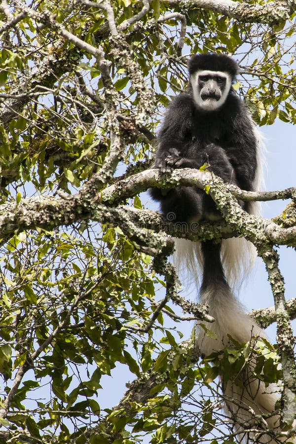 Black-and-white colobus monkey sitting in tree of rainforest in Tanzania, Africa stock photos
