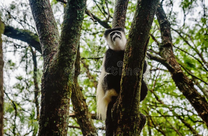 Black and White Colobus Sharing Food with Another Monkey, Kenya Stock