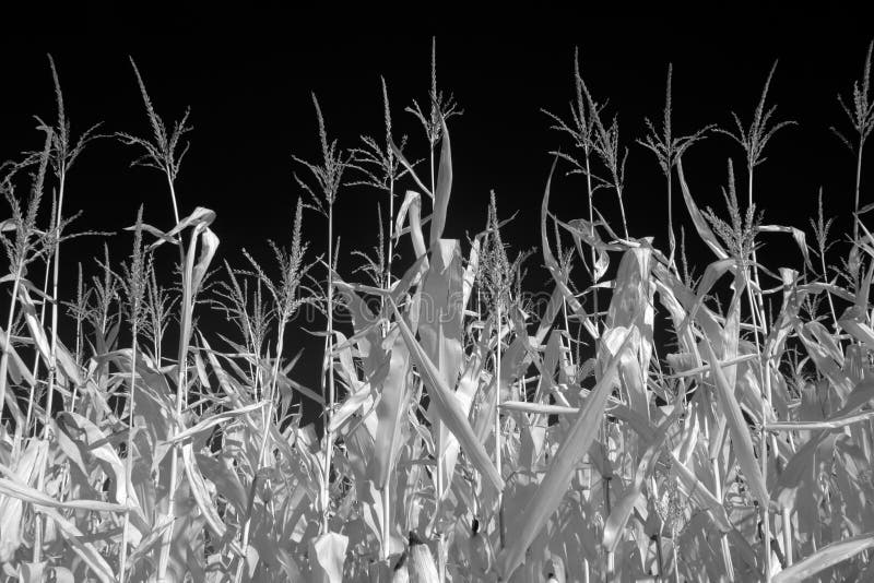 Black And White Corn Field Stock Images Image 33919494