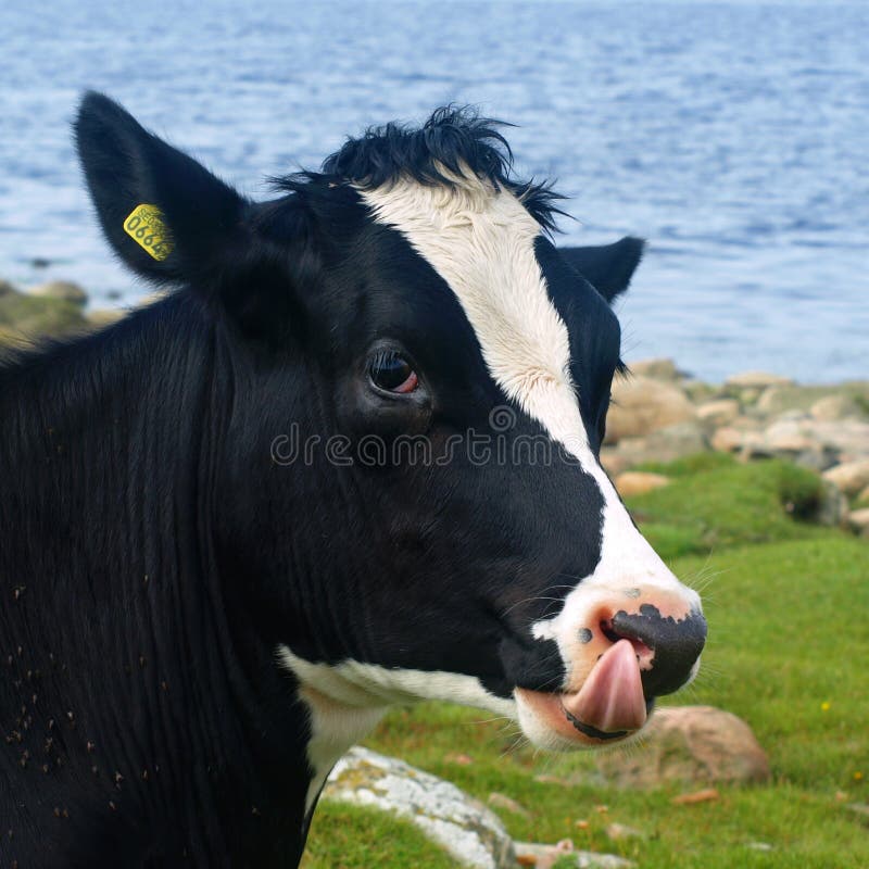 Black and white cow