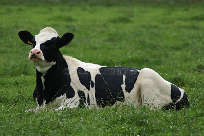 Black and White Cow