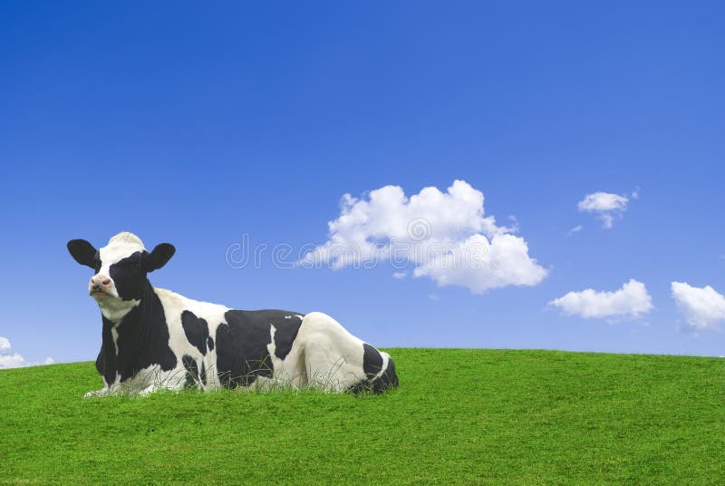 Black and white cow