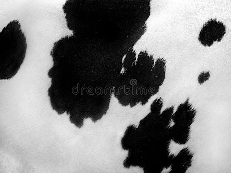 Black and white cow coat stock photo. Image of coat, spotted 18132874