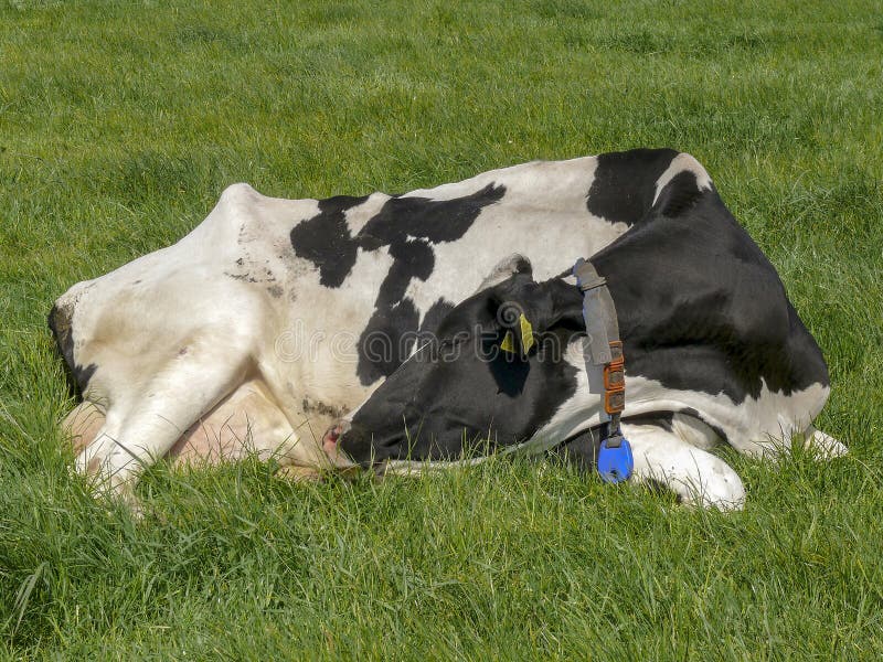 Black and white cow curled sleeping in the middle of a grassland. royalty free stock image