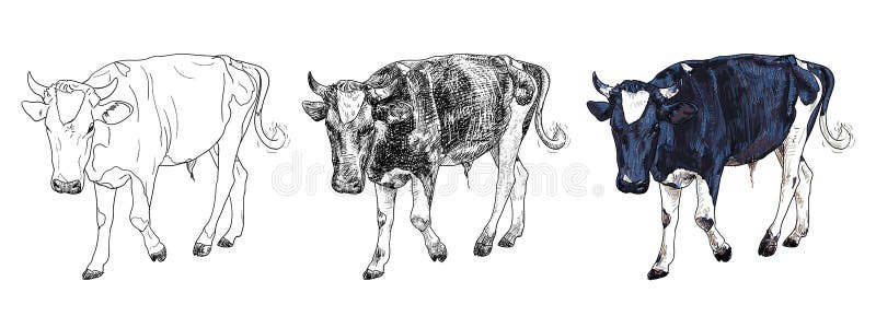 Black and white cow