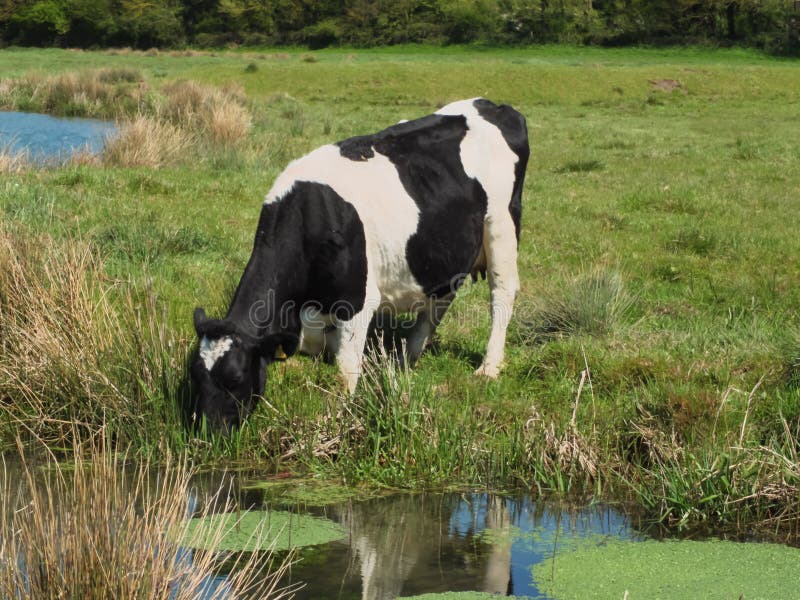 Cow Drinking from Pond, Lake or River Stock Photo Image of animal