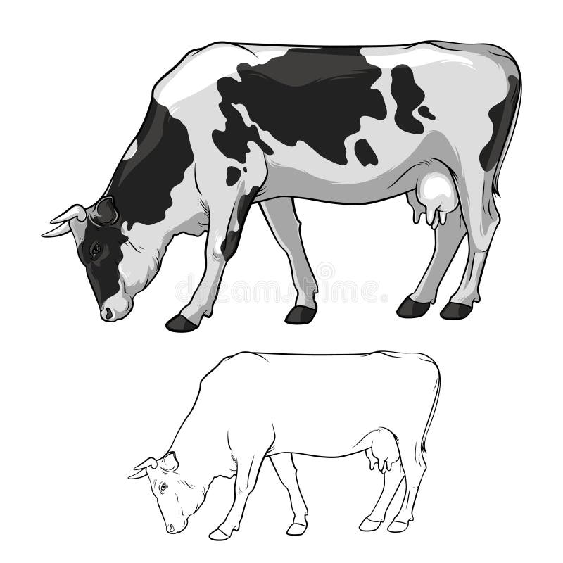 Black And White Cow graze. Cow in lines. Cow on white background. Vector