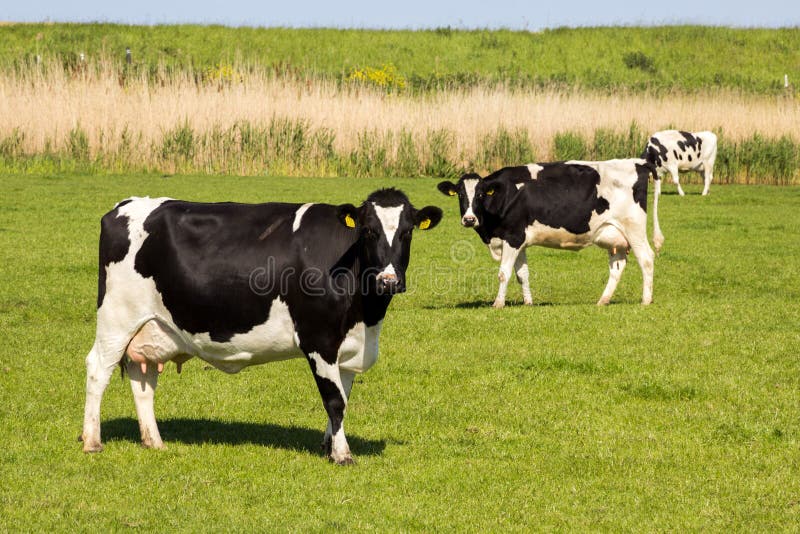 Black and white cow grazing farm cattle