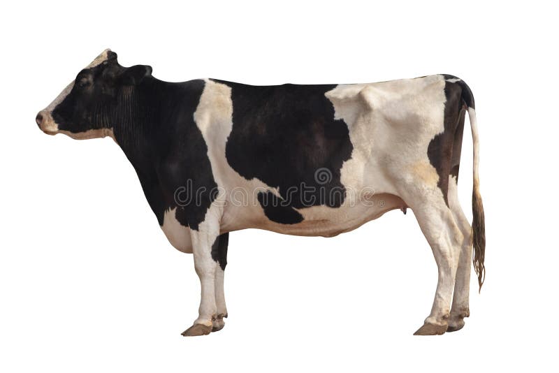 Black and white cow image  isolated on the white background