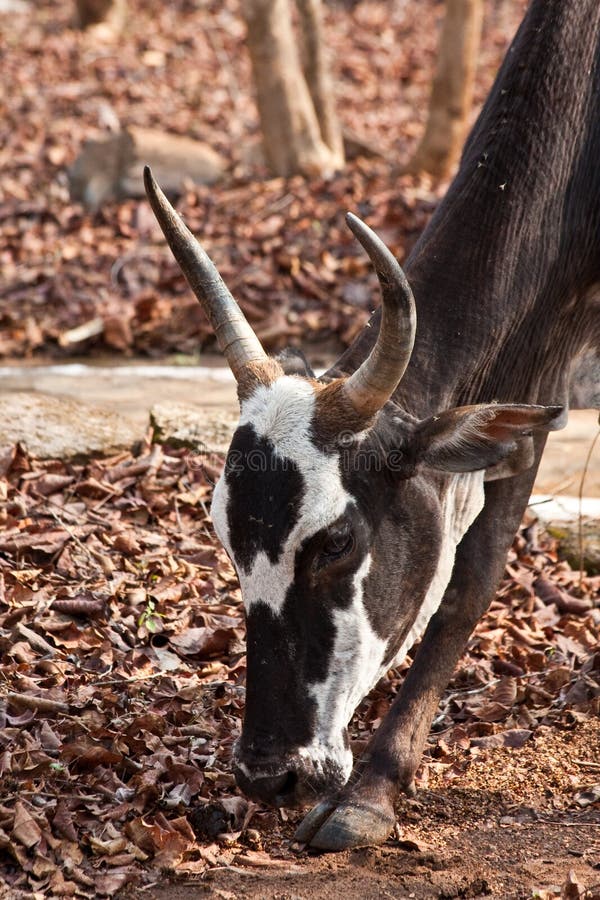 Black and White Cow in India