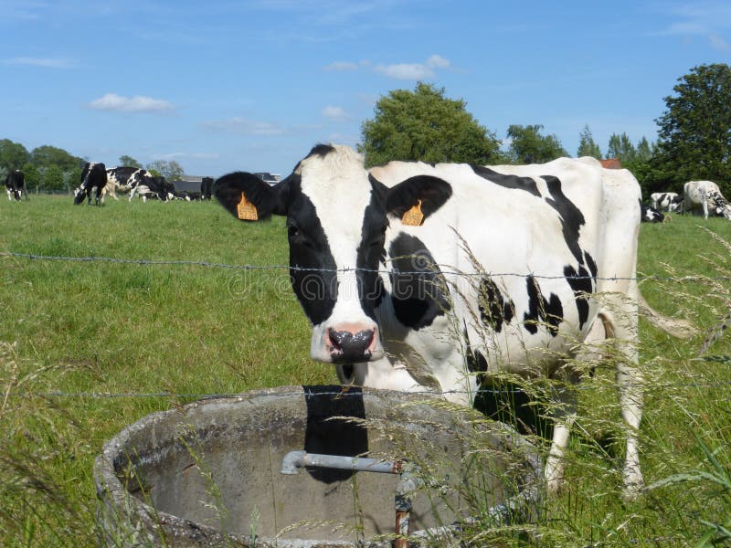 Black and white Cow in the meadow