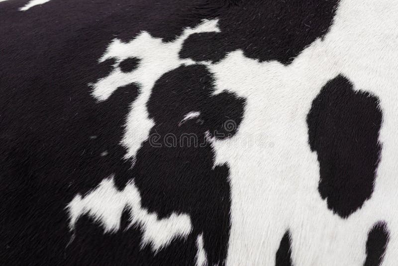 Black and white cow skin close up