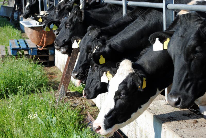 Black and white cows