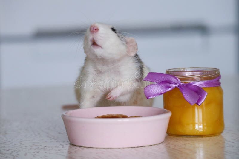 Black and white cute rat eating pancakes from a pink plate. A jar of yellow honey stands nearby. A lilac bow is tied to a glass co