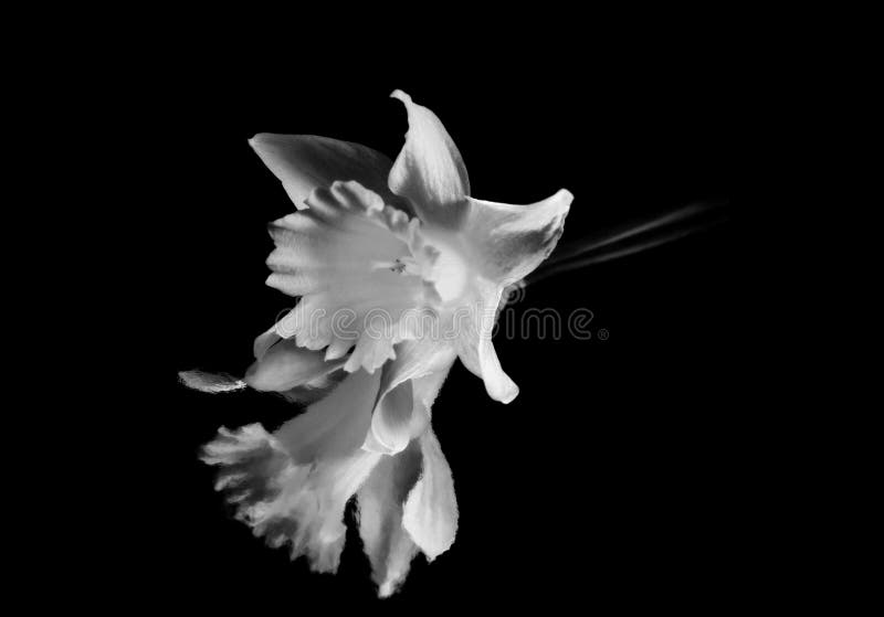 Black and White Daffodil stock photo. Image of daffodil 29361654