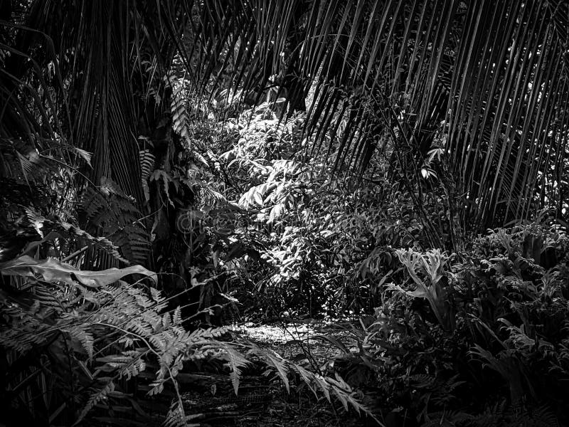 Black and white dark forest and sunny light in middle royalty free stock photography