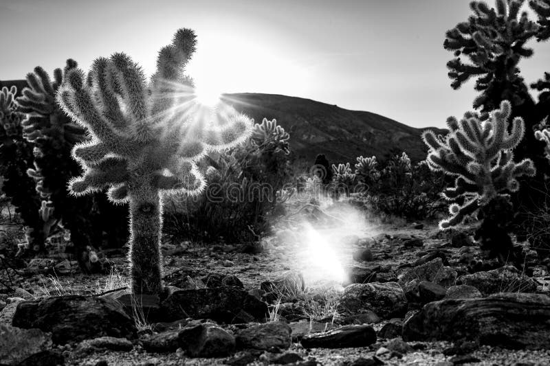 Black and White Desert Landscape with Cholla Cacti and Sun Rays. Stock ...
