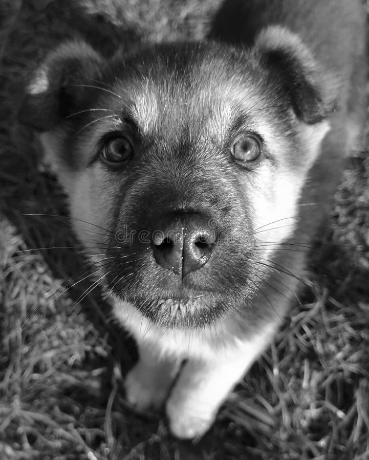 Black and white dog stock photo. Image of terrier, nature 269340614