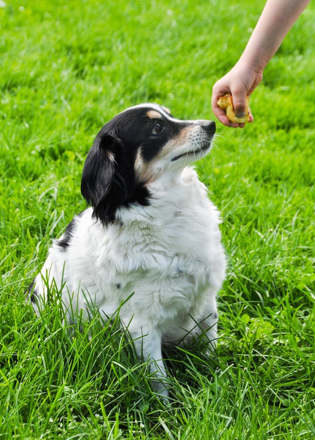 Black and White Dog Asking for Food Stock Photo Image of eating