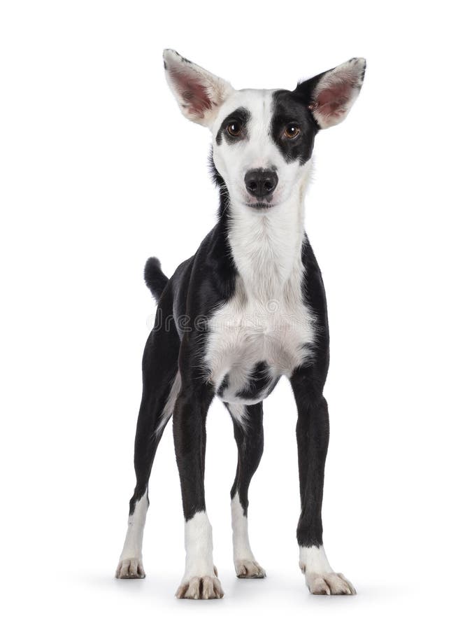 https://thumbs.dreamstime.com/b/black-white-dog-background-cute-podenco-mix-standing-facing-front-looking-towards-camera-isolated-238790274.jpg