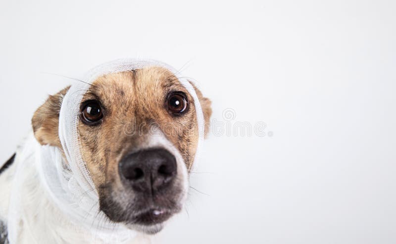 dog head bandage