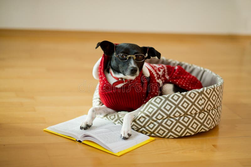 Black-white dog bespectacled and in a reindeer suit put paws on the open book.