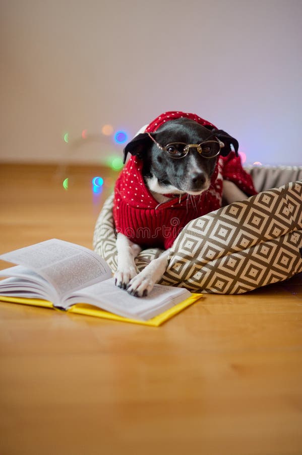 Black-white dog bespectacled and in a reindeer suit put paws on the open book.