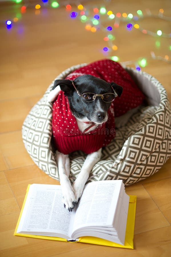 Black-white dog bespectacled and in a reindeer suit put paws on the open book.