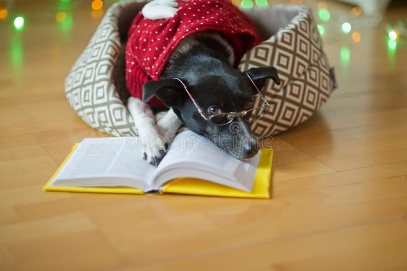 Black-white dog bespectacled and in a reindeer suit put paws on the open book.