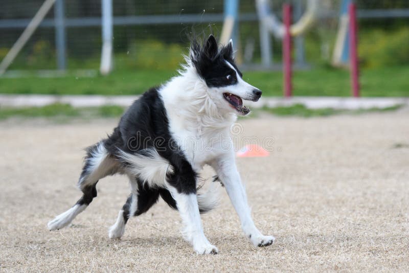 Black and White Dog Landing on the Lawn Stock Image Image of black