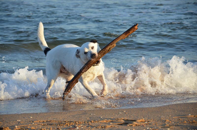 Black and White Dog with Large Stick at the Beach Stock Image Image
