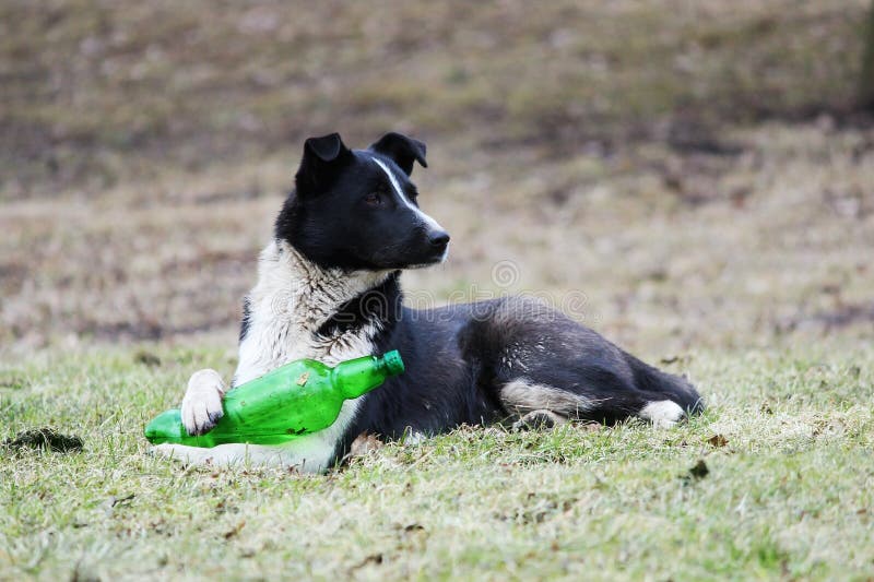 dog chewing on plastic bottle dog chewing on plastic bottle