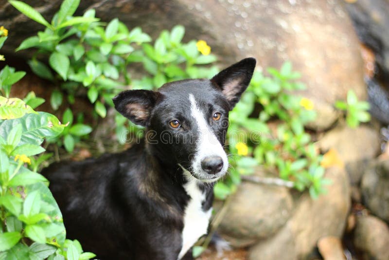Black and White Dog in Street Stock Photo Image of dogslove