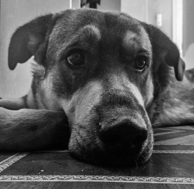 Black and white dog stock image. Image of white, noir 128186243