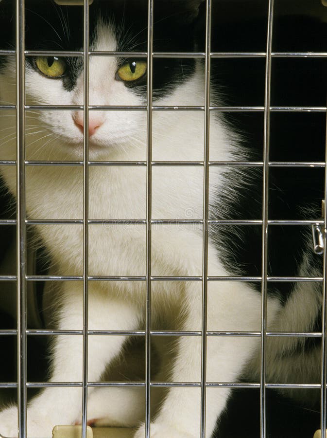 Black and White Domestic Cat in Carry Cage Stock Photo Image of cage