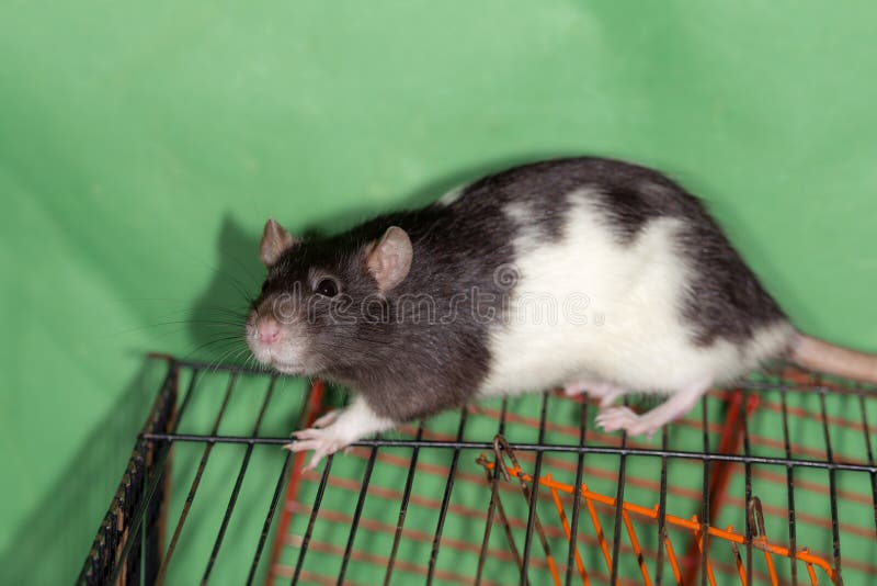 Black and white rat stock image. Image of rodent, domestic 26519205