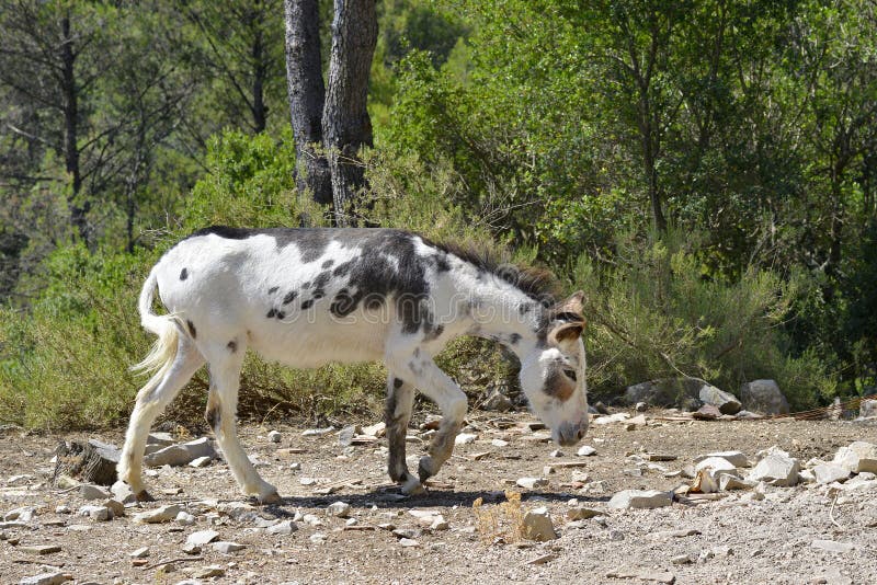 Black and white donkey