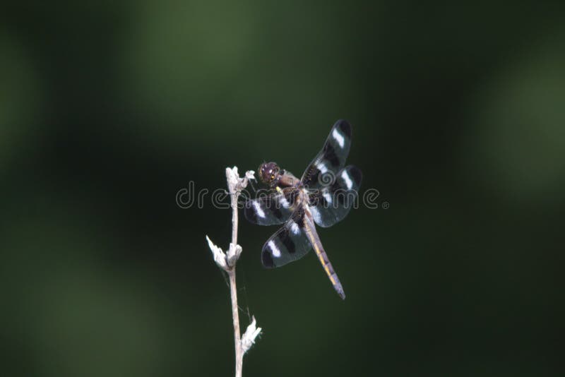 Black and white dragonfly side angle royalty free stock images
