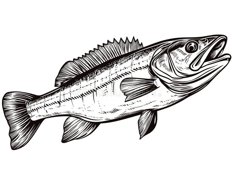 Fish Walleye Drawing Stock Illustrations – 95 Fish Walleye Drawing