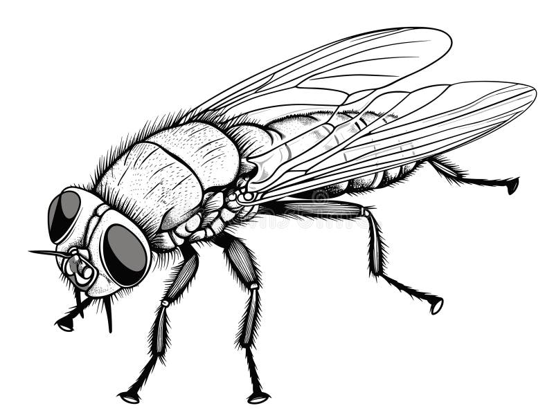 A Black and White Drawing of a Fly - Close-up Uf a Fly Isolated on