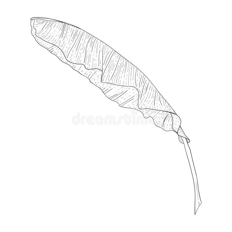 Banana Black Drawing White Stock Illustrations 3 381 Banana Black Drawing White Stock Illustrations Vectors Clipart Dreamstime Banana Black Drawing White Stock Illustrations 3 381 Banana Black Drawing White Stock Illustrations Vectors Clipart Dreamstime