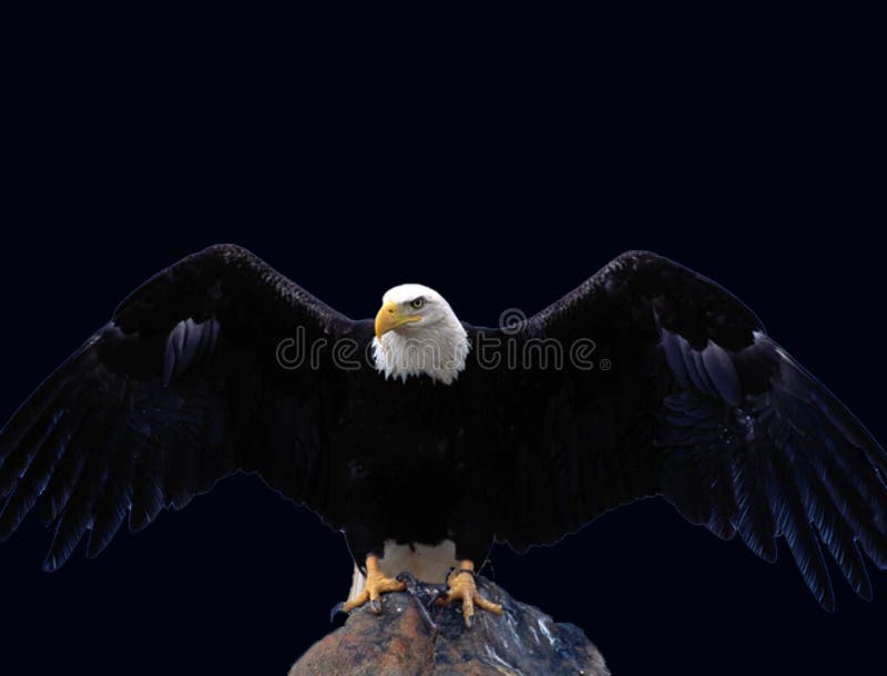 black eagle hd wallpaper